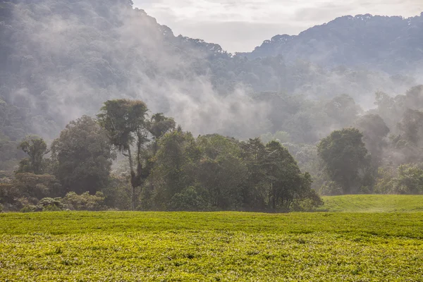 Ruanda-Teeplantagen und Nebel. — Stockfoto